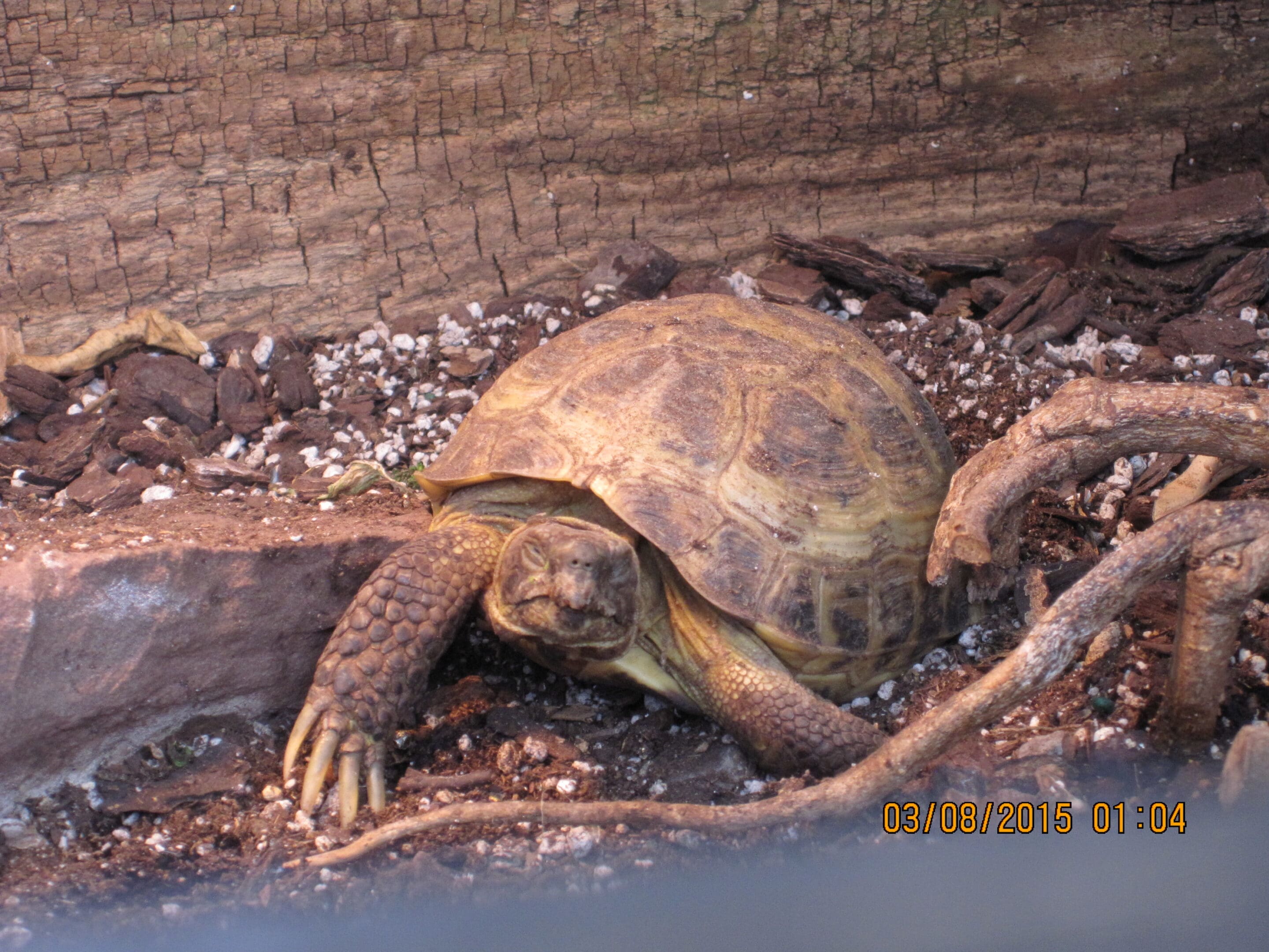 Turtle Lamberton Observatoryu