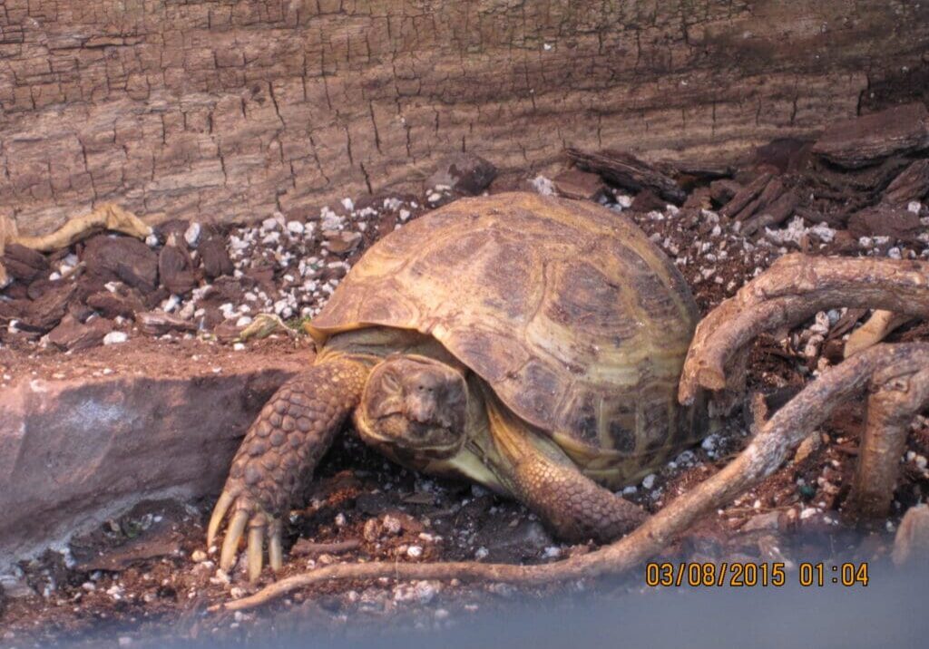 Turtle Lamberton Observatoryu