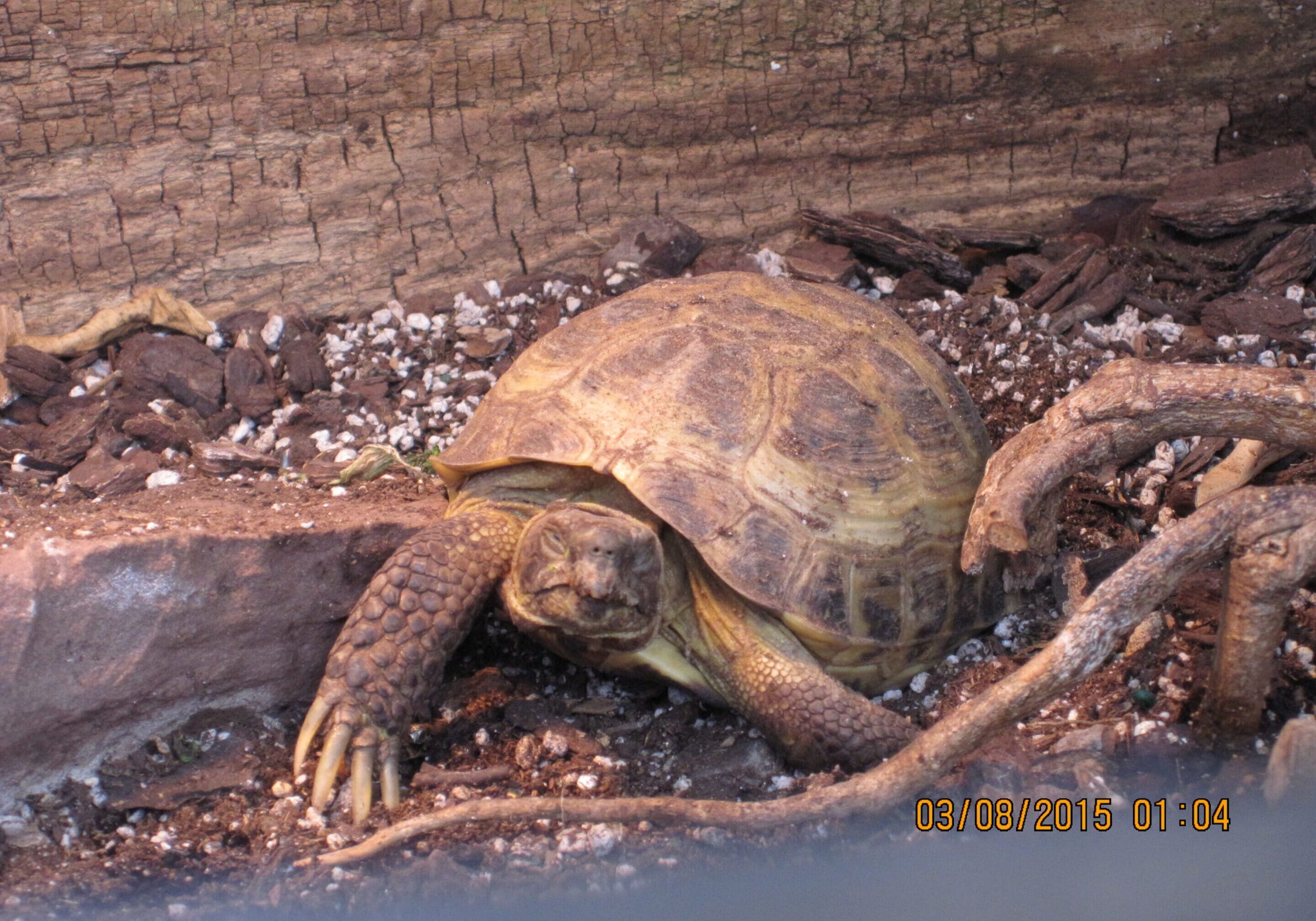 Turtle Lamberton Observatoryu